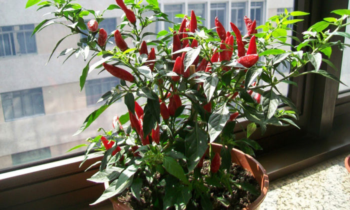 Como plantar e cultivar pimenta